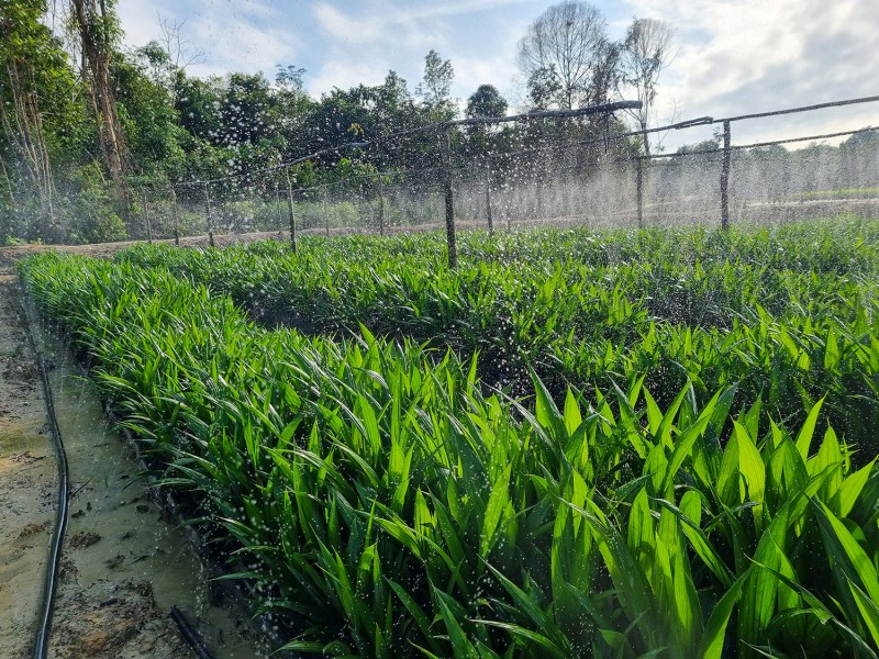 Musi Banyuasin Estate