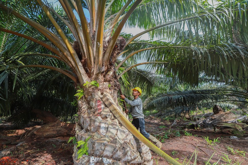 Remarkable Performance, PT Cisadane Sawit Raya Tbk (CSRA) Net Profit Soared 129% in 2020